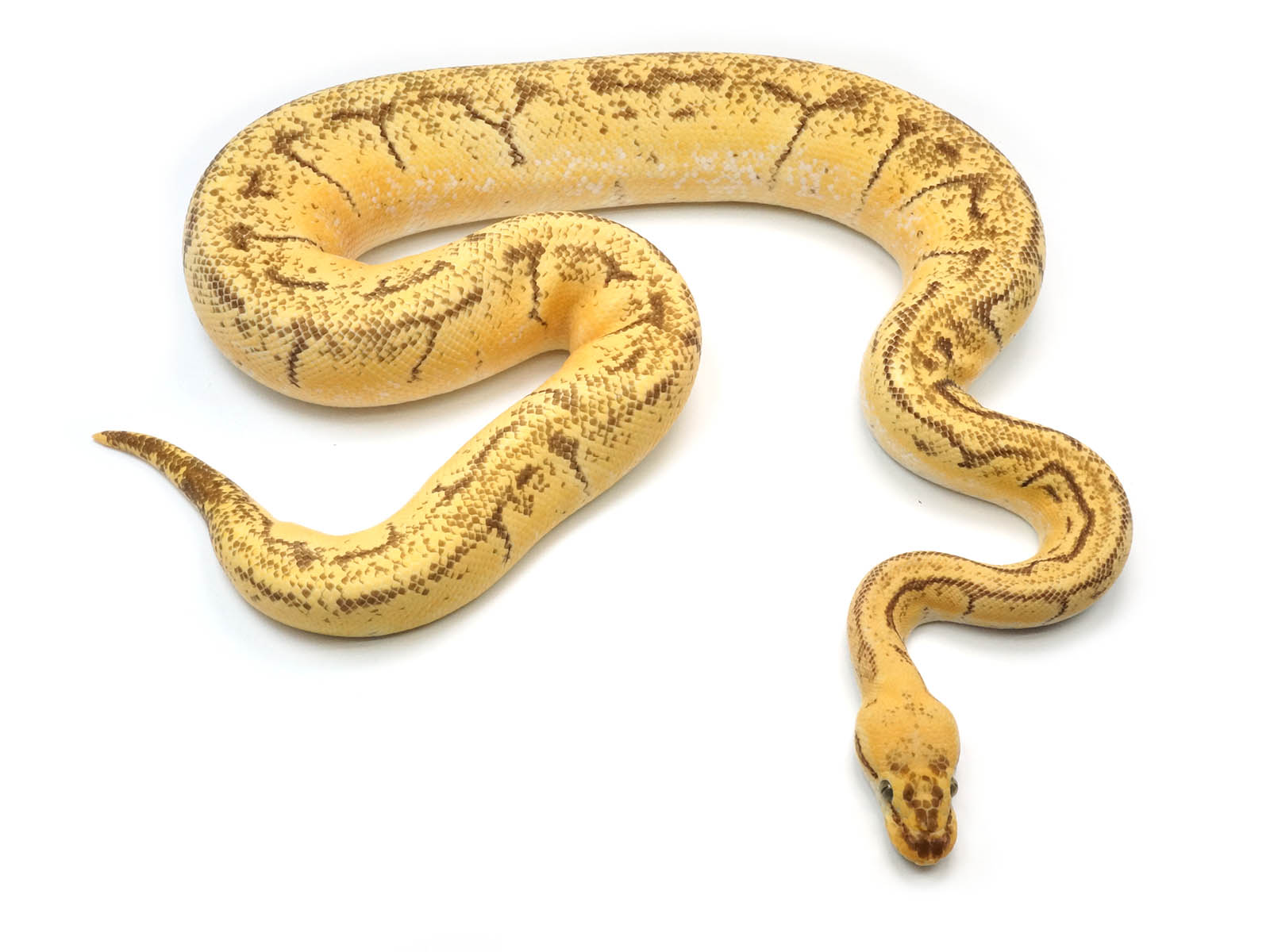 Lemon Blast Ball Python