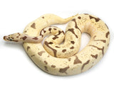 Load image into Gallery viewer, 2018 Female Killer Bee Super Enchi Lucifer Odium Possible Het Pied +