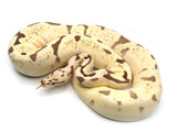 Load image into Gallery viewer, 2018 Female Killer Bee Super Enchi Lucifer Odium Possible Het Pied +