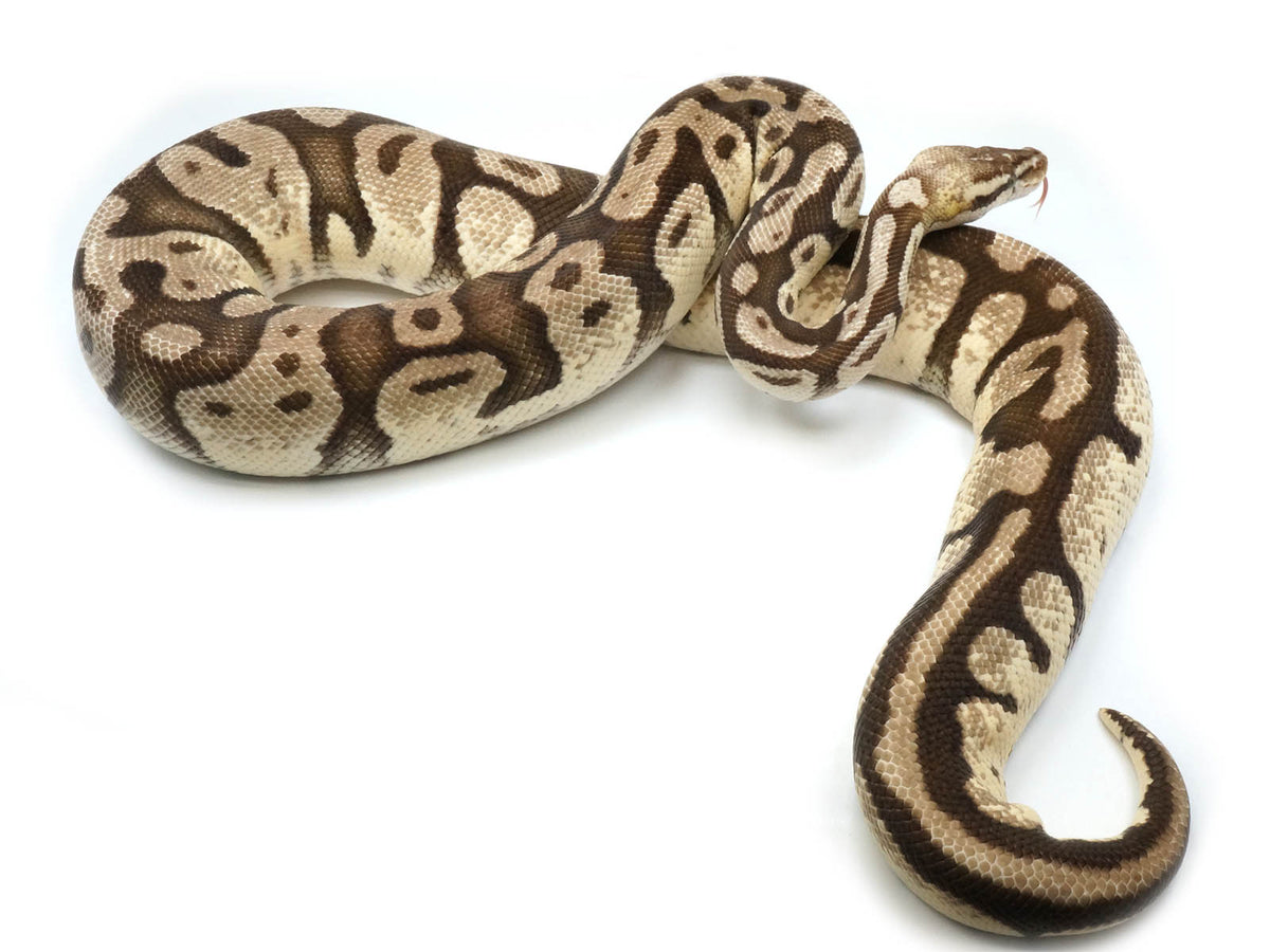 Exanthic Retic Axanthic Firefly Ball Python