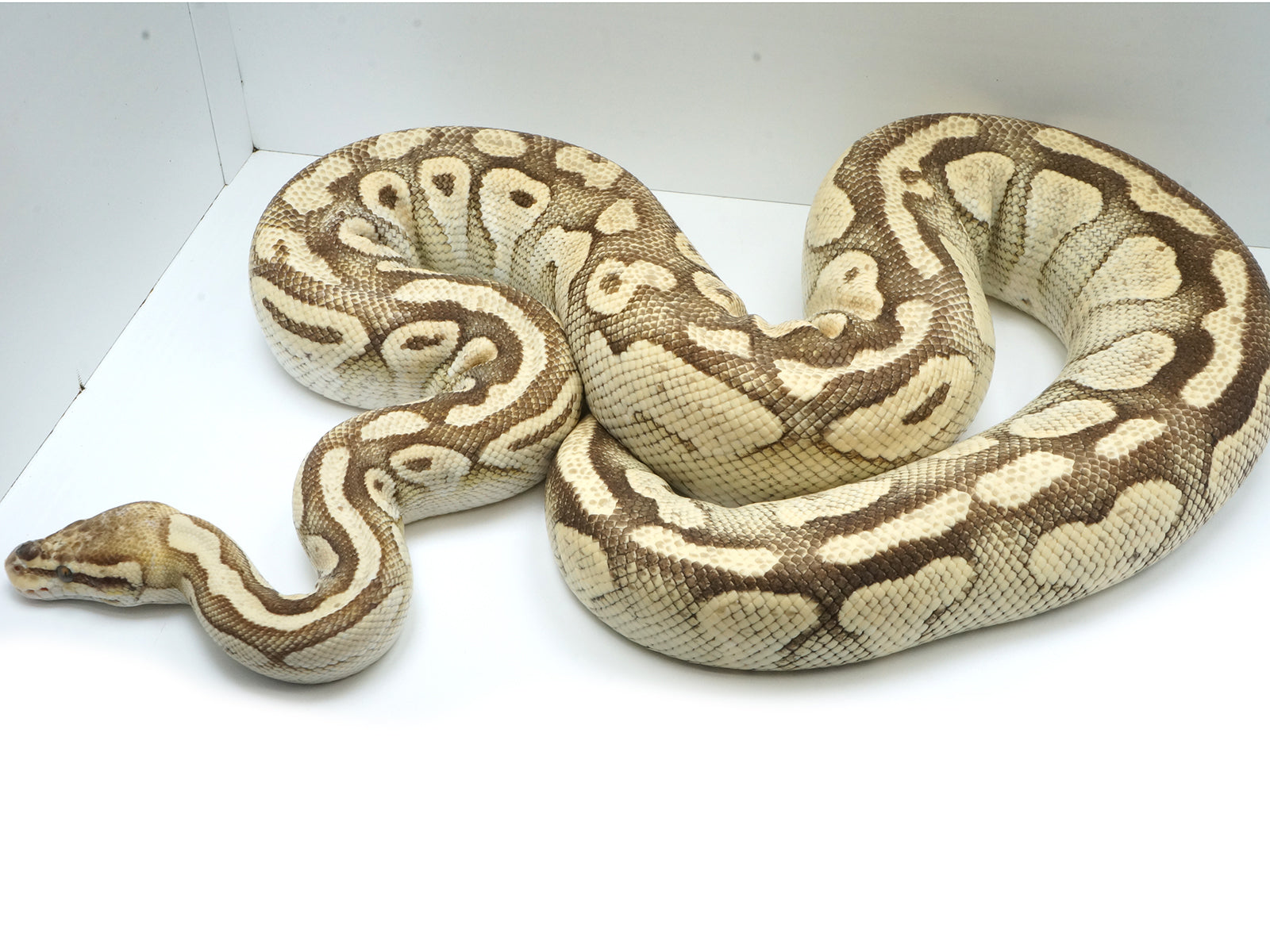 2018 Breeder Female Pastel Yellowbelly Lesser Ball Python – New England ...