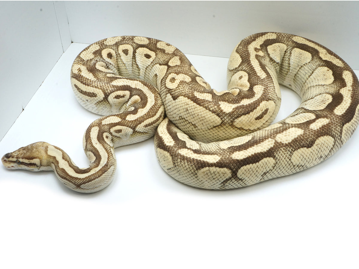 2018 Breeder Female Pastel Yellowbelly Lesser Ball Python – New England ...