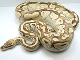 Load image into Gallery viewer, 2018 Female Pastel Yellowbelly Lesser Ball Python
