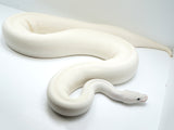 Load image into Gallery viewer, 2018 Female White Diamond Mojave Spider Ball Python