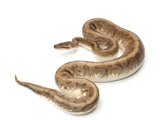 Load image into Gallery viewer, 2018 Male Hidden Gene Woma Enchi Odium Ball Python