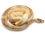 Load image into Gallery viewer, 2018 Male Pastel Champagne Odium Lucifer Ball Python