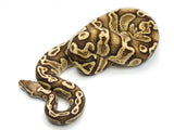 Load image into Gallery viewer, 2018 Male Super Pastel GHI Fader Lemonback Ball Python