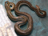 Load image into Gallery viewer, 2019 6&#39;+ Breedable Male Anthrax Reticulated Python - Friendly