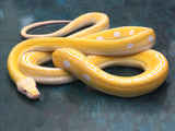 Load image into Gallery viewer, 2019 Female Albino Golden Child 100% Het. Anthrax Reticulated Python