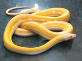 Load image into Gallery viewer, 2019 Female Albino Golden Child 100% Het. Anthrax Reticulated Python