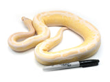 Load image into Gallery viewer, 2019 Female Albino Pastel GHI Black Pastel Ball Python