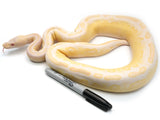 Load image into Gallery viewer, 2019 Female Albino Pastel GHI Black Pastel Ball Python