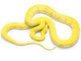 Load image into Gallery viewer, 2019 Female Albino Tiger Granite Back Reticulated Python