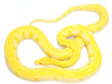 Load image into Gallery viewer, 2019 Female Albino Tiger Granite Back Reticulated Python