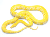 Load image into Gallery viewer, 2019 Female Albino Tiger Granite Back Reticulated Python