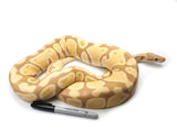Load image into Gallery viewer, 2019 Female Candy Ball Python - Likes Mice
