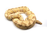 Load image into Gallery viewer, 2019 Female Candy Ball Python - Likes Mice