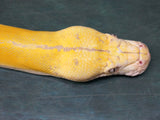Load image into Gallery viewer, 2019 Female Citrus Golden Child Tiger Reticulated Python