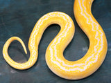 Load image into Gallery viewer, 2019 Female Citrus Golden Child Tiger Reticulated Python