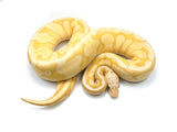 Load image into Gallery viewer, 2019 Female Coral Glow Pastel Enchi Fader Possible Hidden Gene Woma Ball Python
