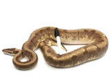 Load image into Gallery viewer, 2019 Female Enchi Hidden Gene Woma Granite Lucifer Odium Ball Python