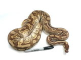 Load image into Gallery viewer, 2019 Female Enchi Mojave Odium Ball Python