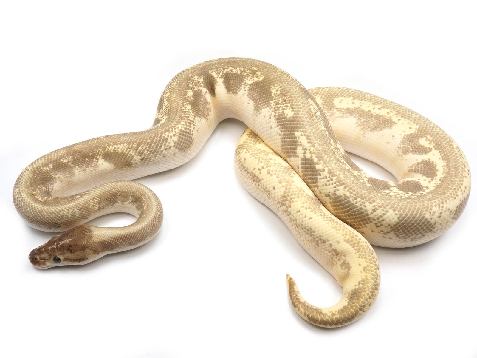 Green Balll Python Green Pastel Ball Python
