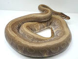 Load image into Gallery viewer, 2019 Female Hidden Gene Woma Enchi Mojave + Ball Python 