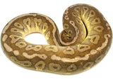 Load image into Gallery viewer, 2019 Female Hidden Gene Woma Granite Mojave Yellowbelly Possible Odium Plus Ball Python 