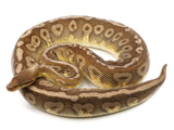 Load image into Gallery viewer, 2019 Female Hidden Gene Woma Mojave Yellowbelly Possible Odium +
