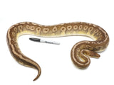 Load image into Gallery viewer, 2019 Female Hidden Gene Woma Mojave Yellowbelly Possible Odium +
