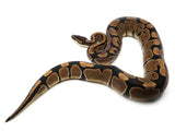 Load image into Gallery viewer, 2019 Female Mandarin Possible Het Hypo Ball Python