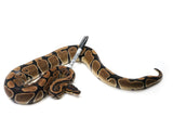 Load image into Gallery viewer, 2019 Female Mandarin Possible Het Hypo Ball Python