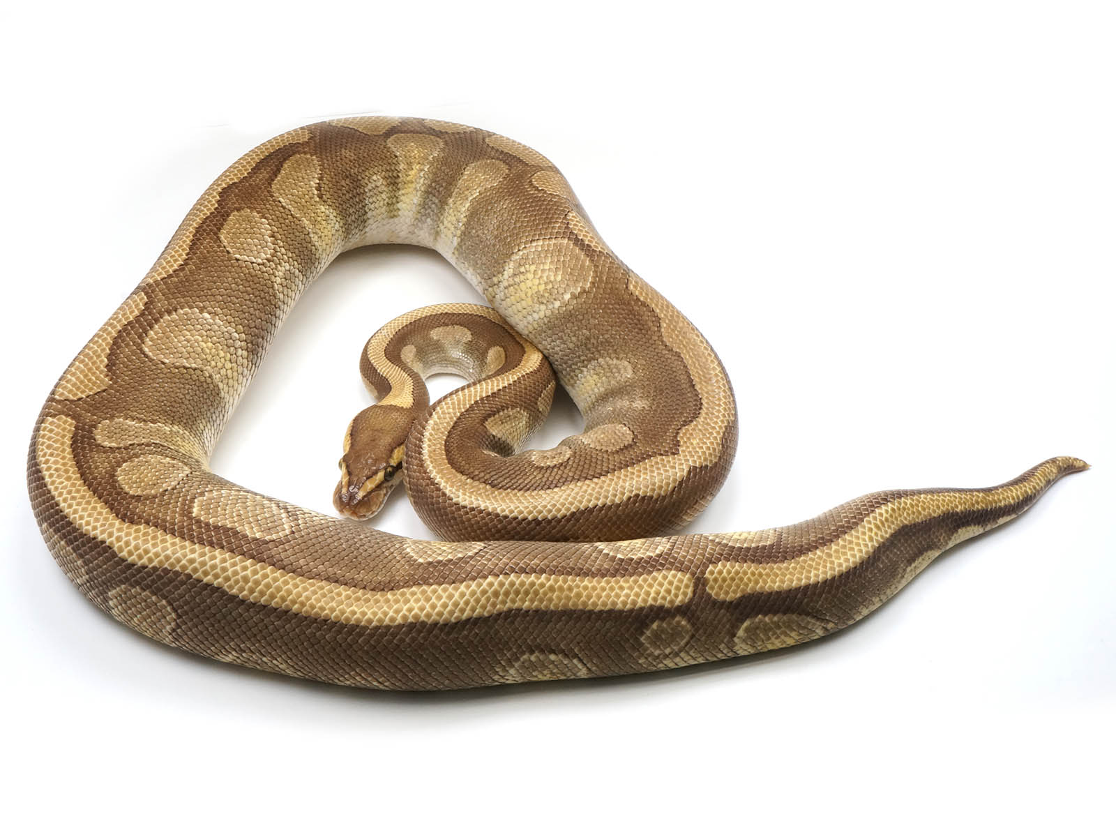 2019 Female Mojave Odium Ball Python -