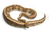 Load image into Gallery viewer, 2019 Female Mojave Odium Ball Python - Weird