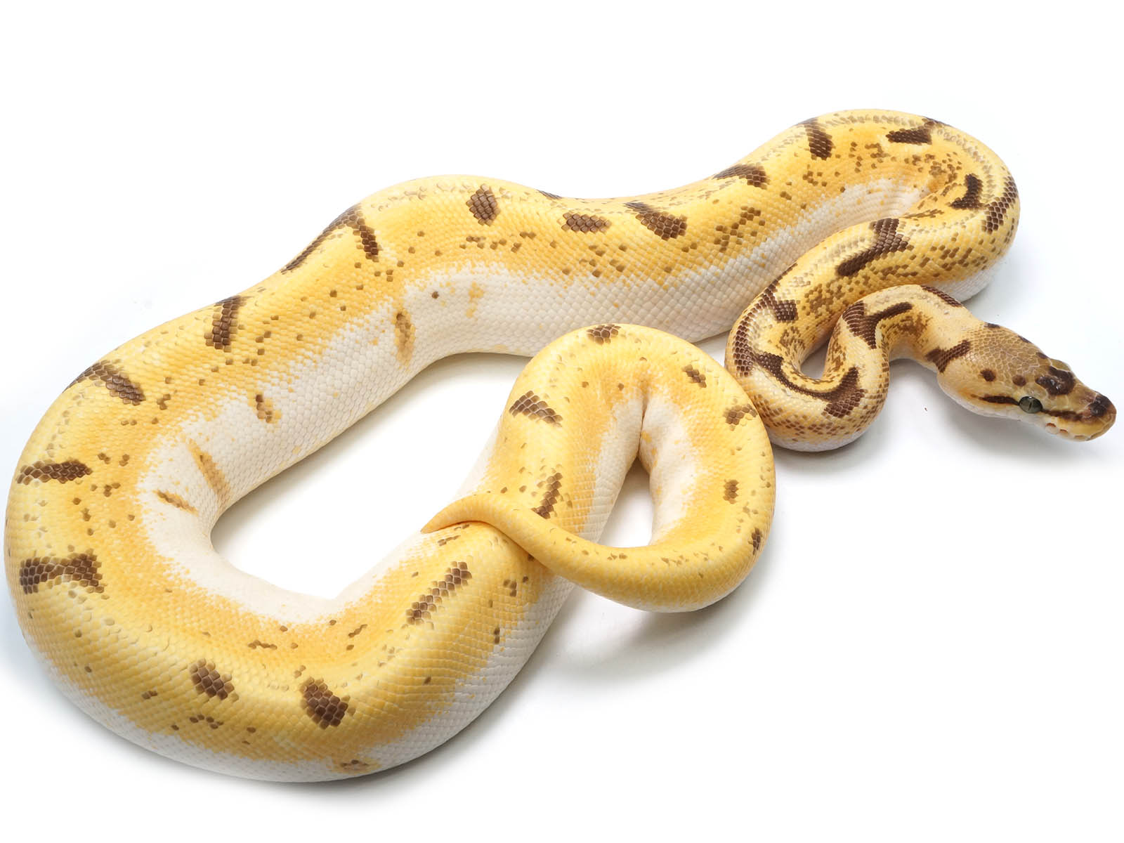 premium photo | female pied spider royal python, ball... Spider Pied Ball Python