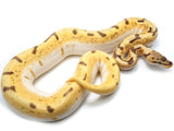 Load image into Gallery viewer, 2019 Female Orange Dream Lucifer Enchi Spider Yellowbelly Possible Bald Possible Het Pied Ball Python