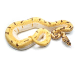 Load image into Gallery viewer, 2019 Female Orange Dream Lucifer Enchi Spider Yellowbelly Possible Bald Possible Het Pied Ball Python
