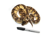 Load image into Gallery viewer, 2019 Female Pastel Enchi Odium Possible Het Pied Ball Python