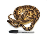 Load image into Gallery viewer, 2019 Female Pastel Enchi Odium Possible Het Pied Ball Python