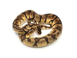 Load image into Gallery viewer, 2019 Female Pastel Enchi Odium Possible Het Pied Ball Python