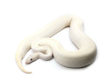 Load image into Gallery viewer, 2019 Female Pastel Ivory Ball Python