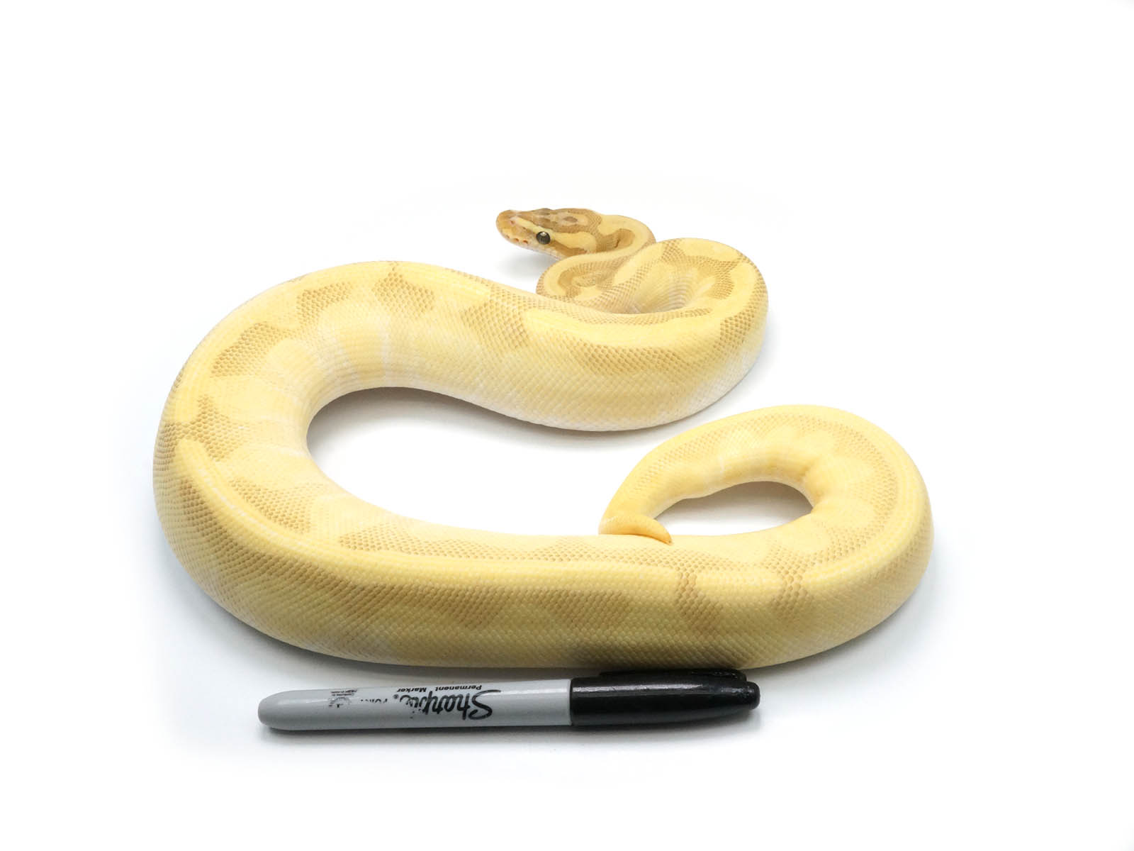 Female Yellow Ball Python Yellow Belly Ball Python Markers