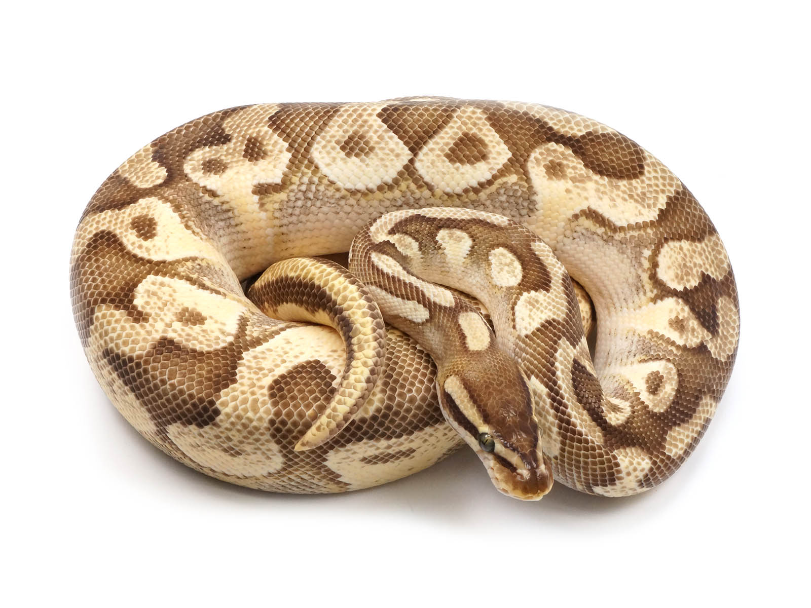 England Python Pastel Ball Python Full Grown