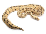 Load image into Gallery viewer, 2019 Female Super Pastel Woma Possible Leopard Ball Python