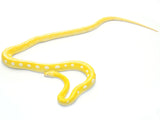 Load image into Gallery viewer, 2019 Male Albino Golden Child Granite Back Reticulated Python