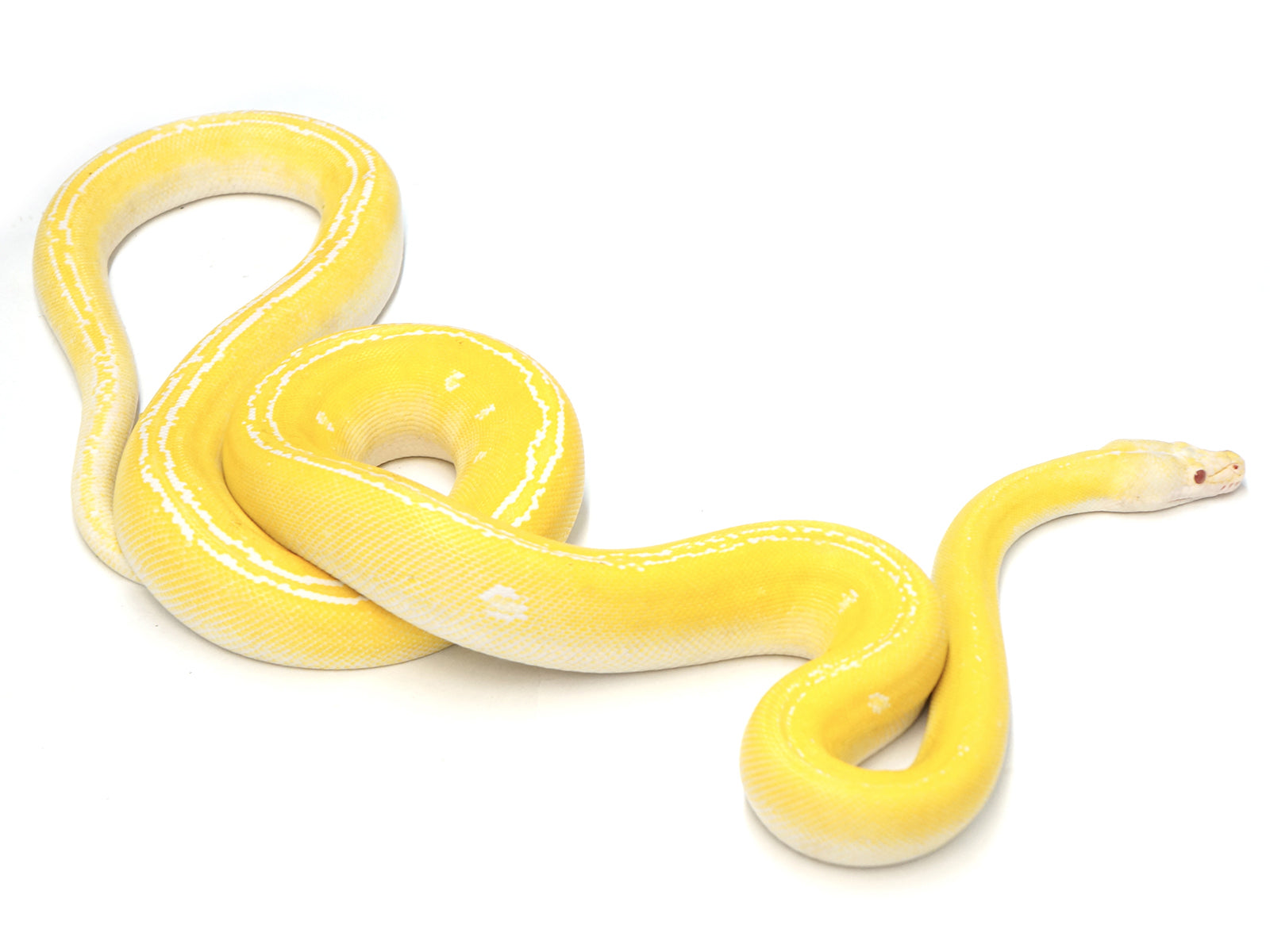 2019 Male Albino Platinum Golden Child Granite Back Reticulated Python ...