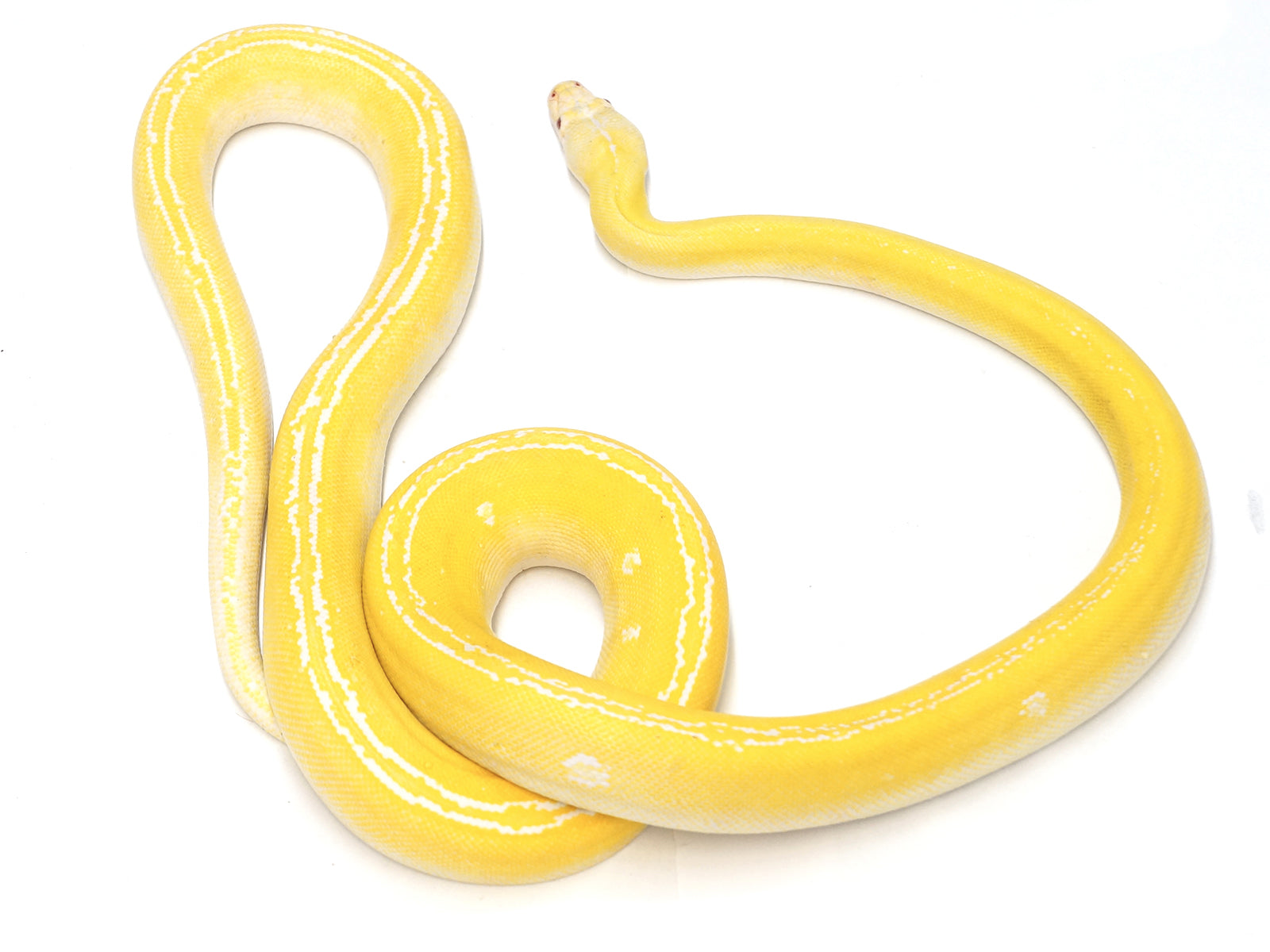 2019 Male Albino Platinum Golden Child Granite Back Reticulated Python ...