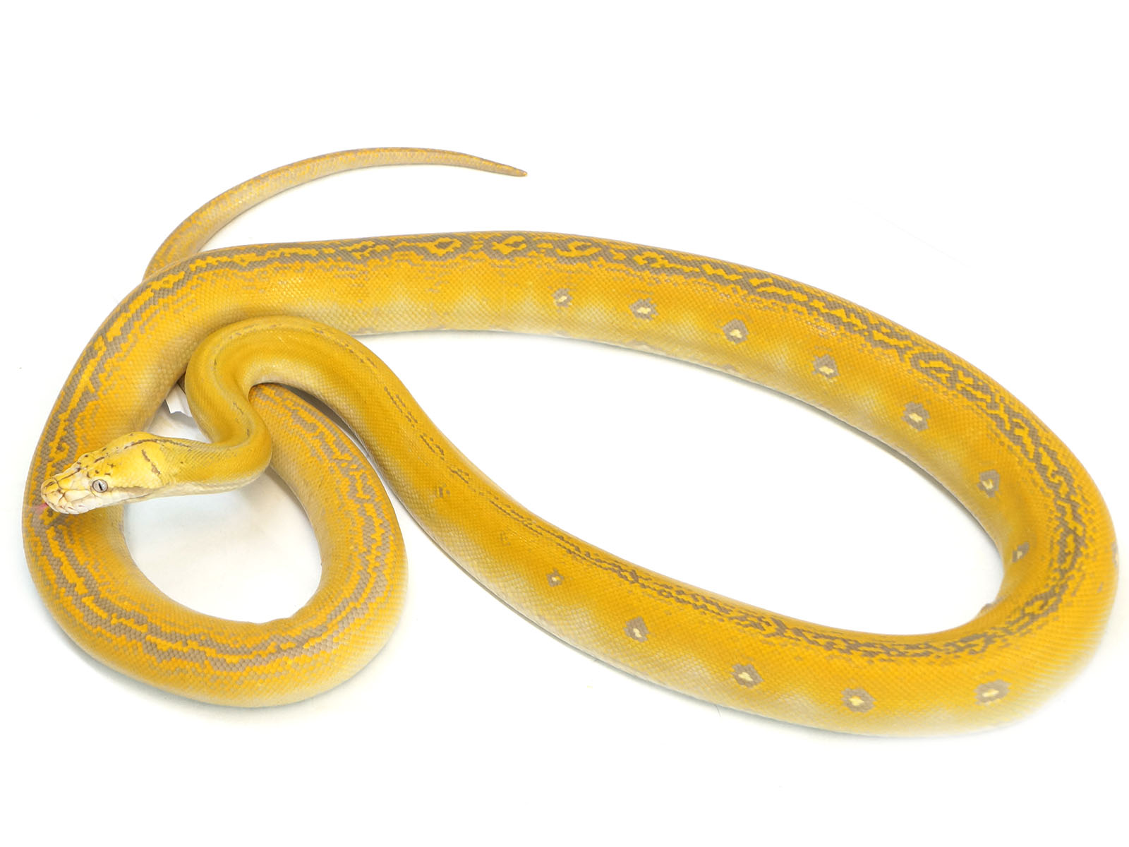 Albino Purple Tiger Reticulated Python