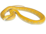 Load image into Gallery viewer, 2019 Male Citrus Purple Golden Albino Child Possible Tiger Reticulated Python